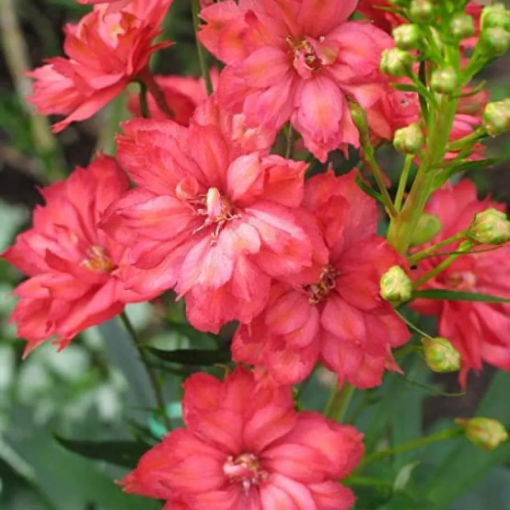Sommarriddarsporre 'Rose Queen' – djuprosa