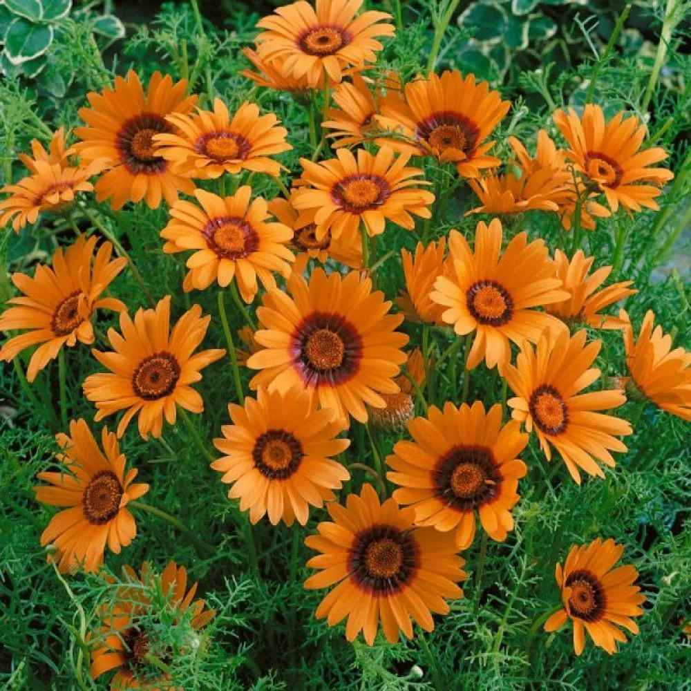 Ursinia, orange