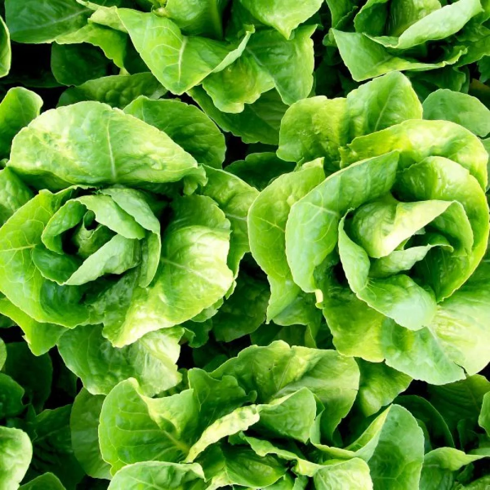 Romansallad 'Parris Island Cos'