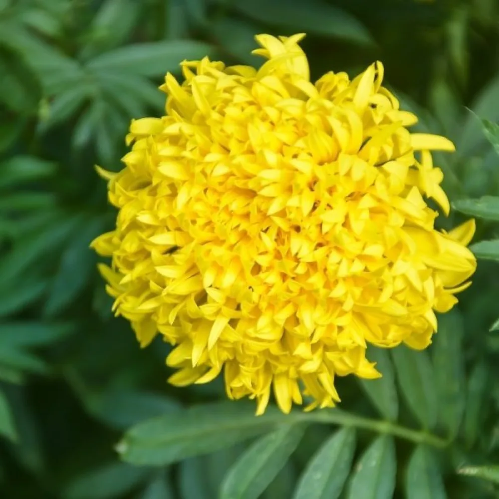 Afrikansk tagetes 'Fantastic Sulphur Yellow'
