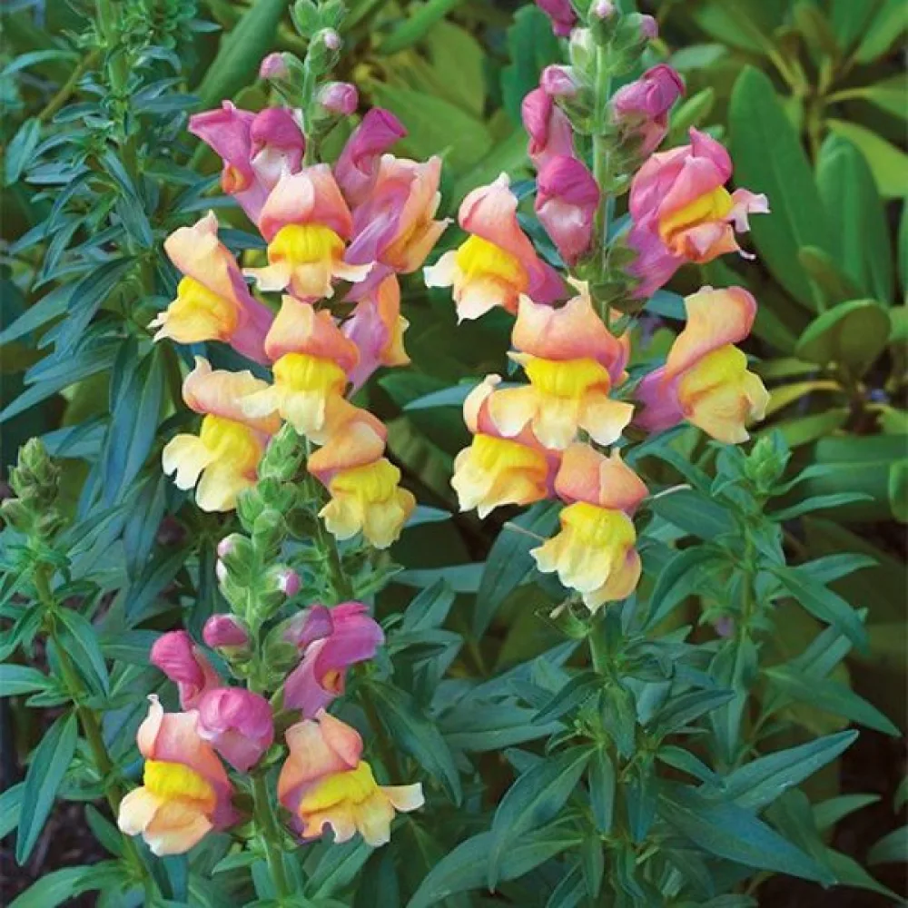 Lejongap 'Orange Wonder'