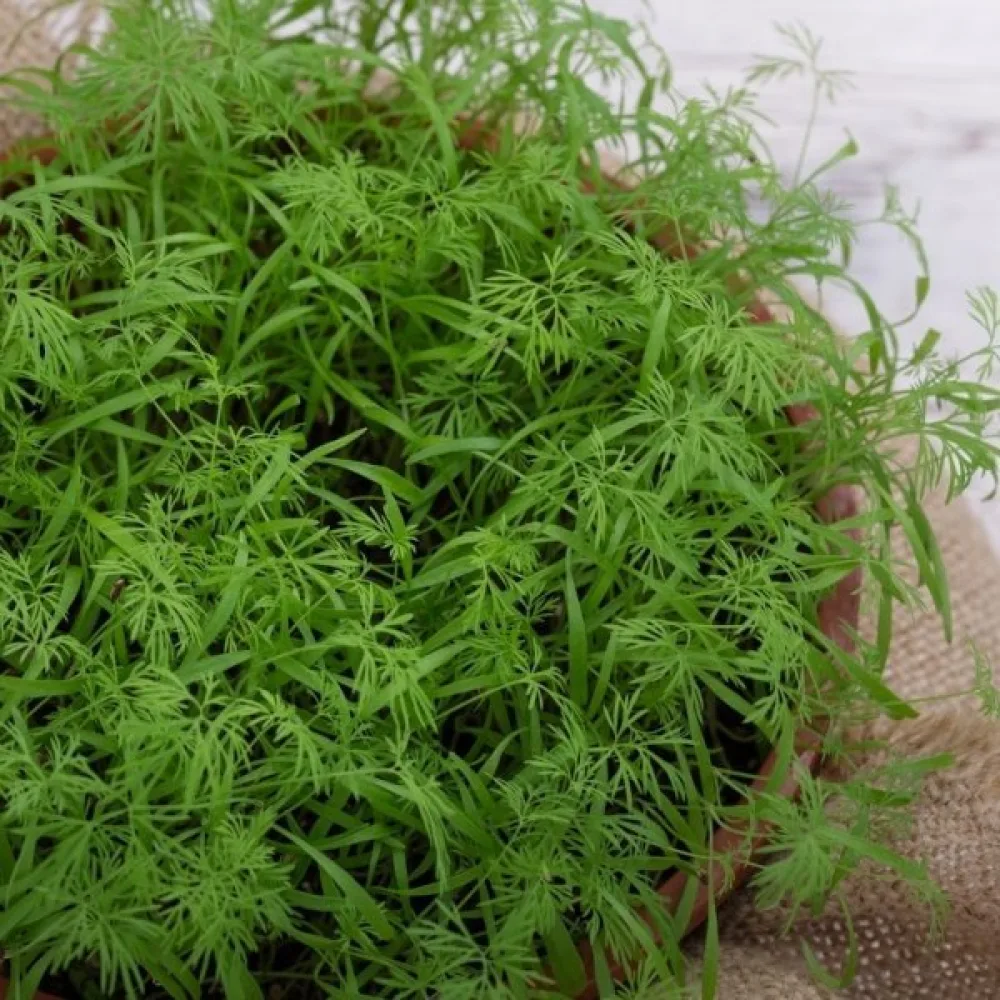 Dill 'Lukullus'