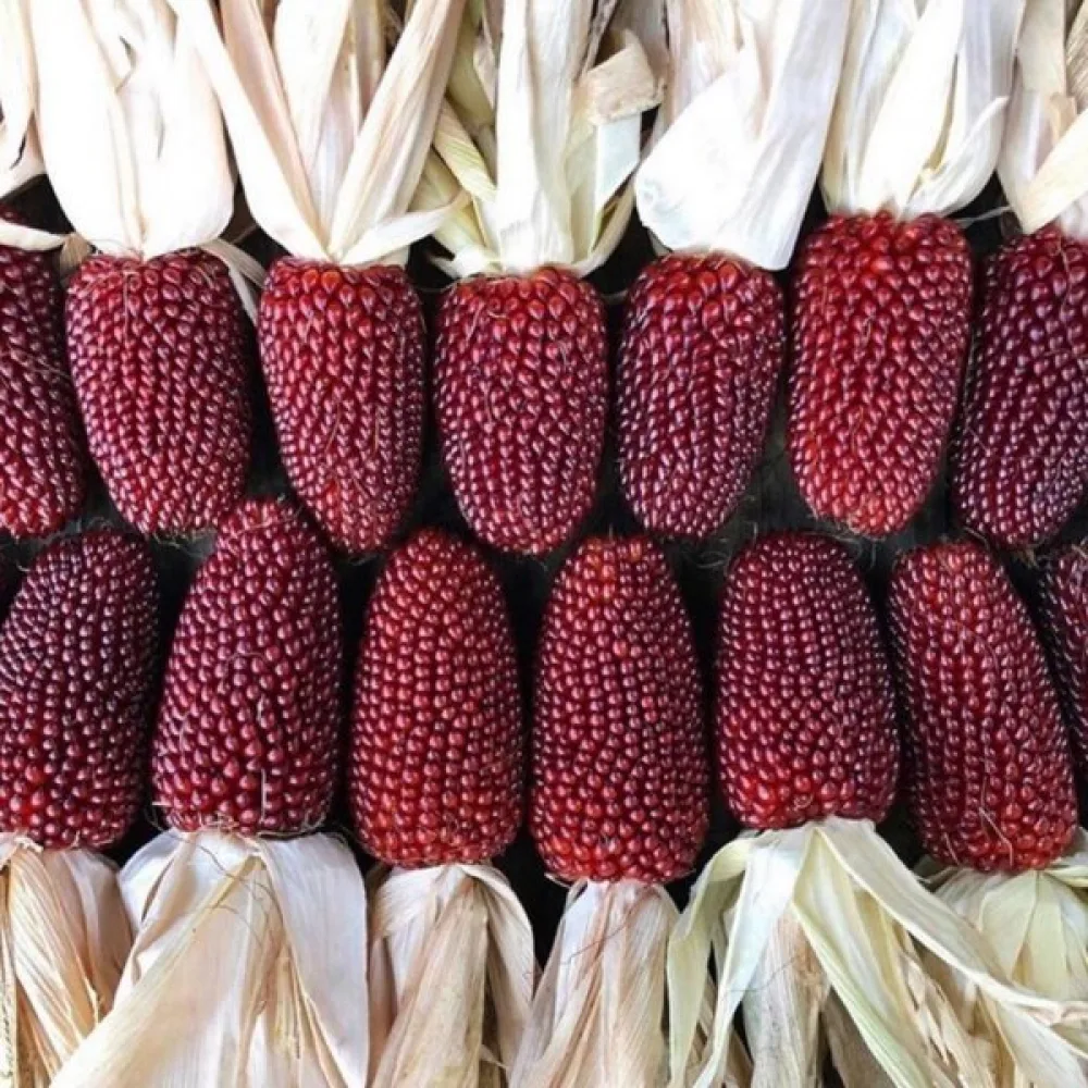Prydnadsmajs 'Strawberry Corn'