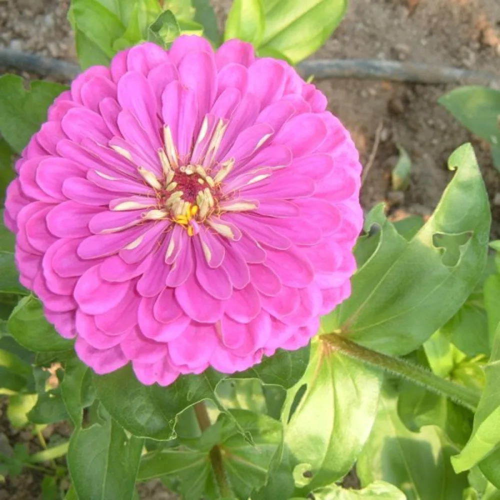 Zinnia 'Super Yoga Lavender'
