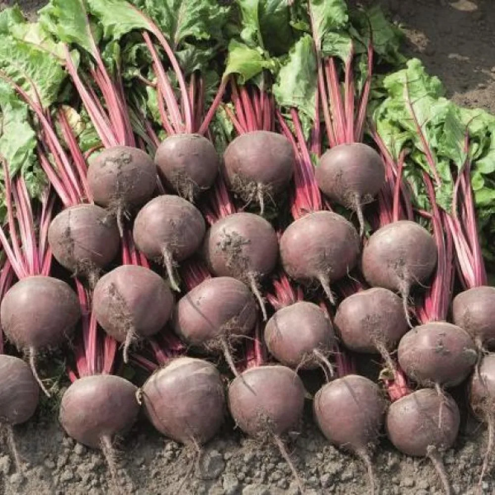 Rödbeta 'Bikores'