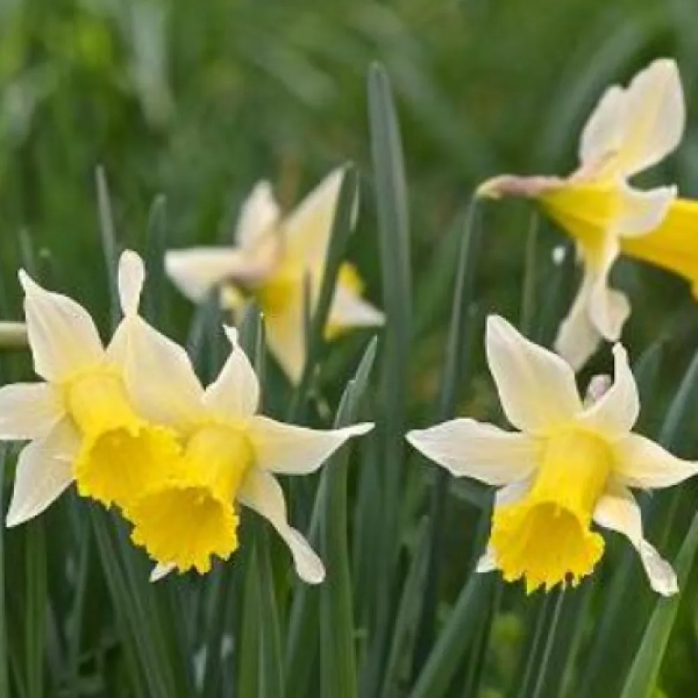 Narciss 'Lobularis'