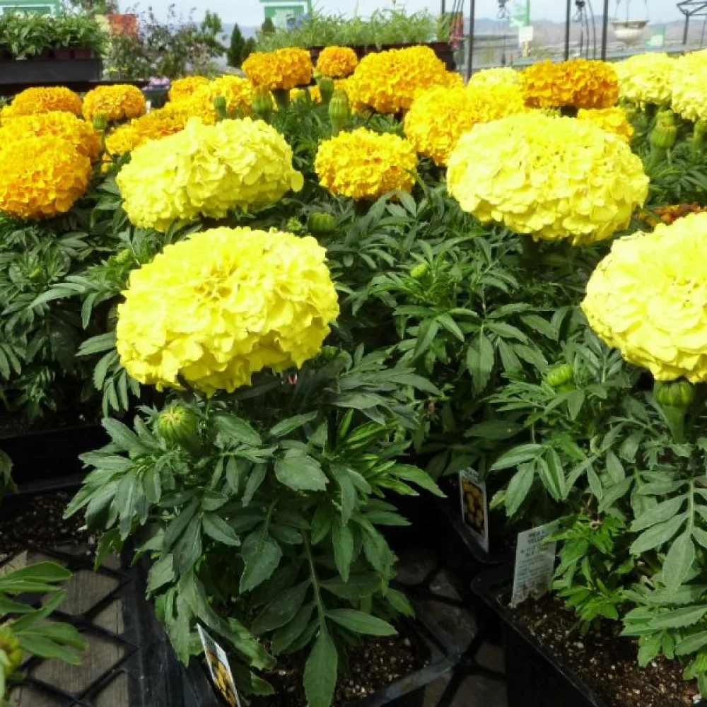 Afrikansk tagetes 'Alaska'