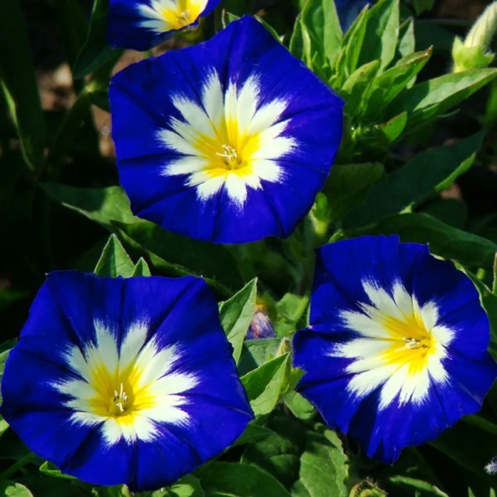 Praktvinda 'Blue Ensign'