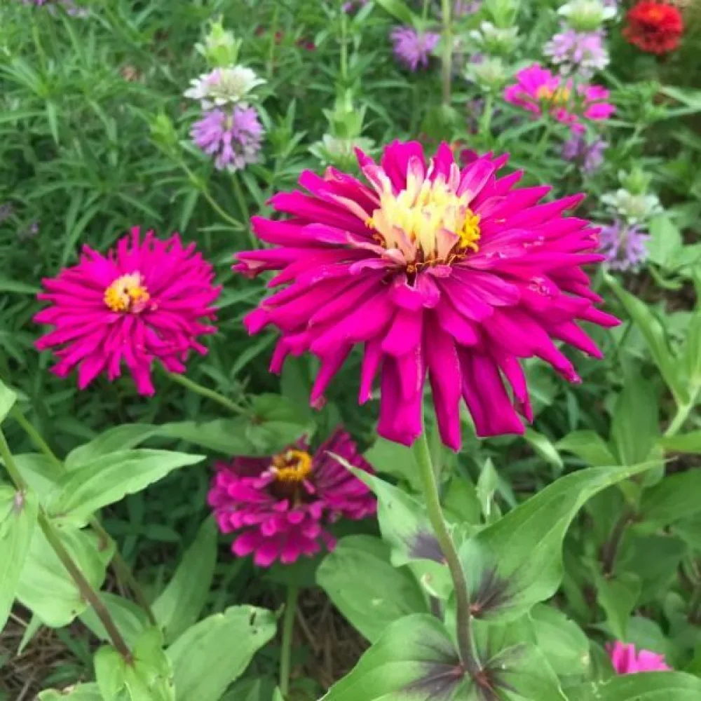 Zinnia 'Lilac Empress'