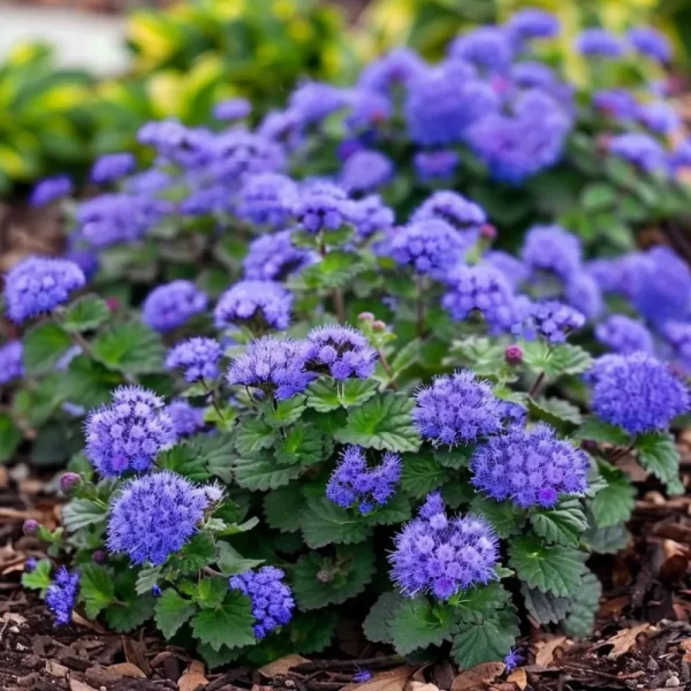 Leverbalsam 'Blue Ball'