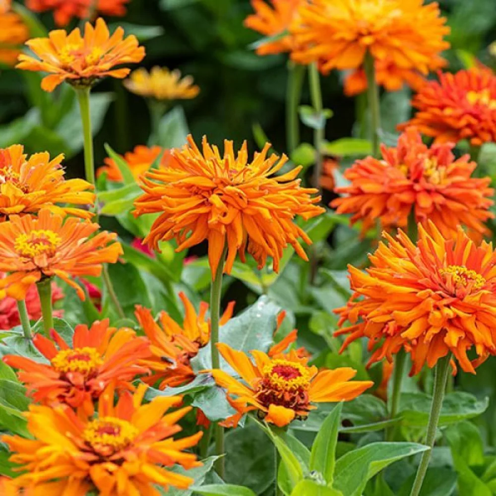 Zinnia 'Aztec'