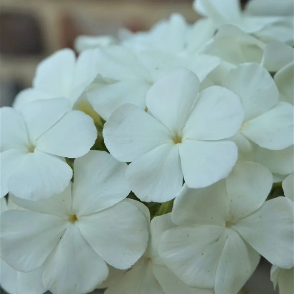 Sommarflox 'Alba'