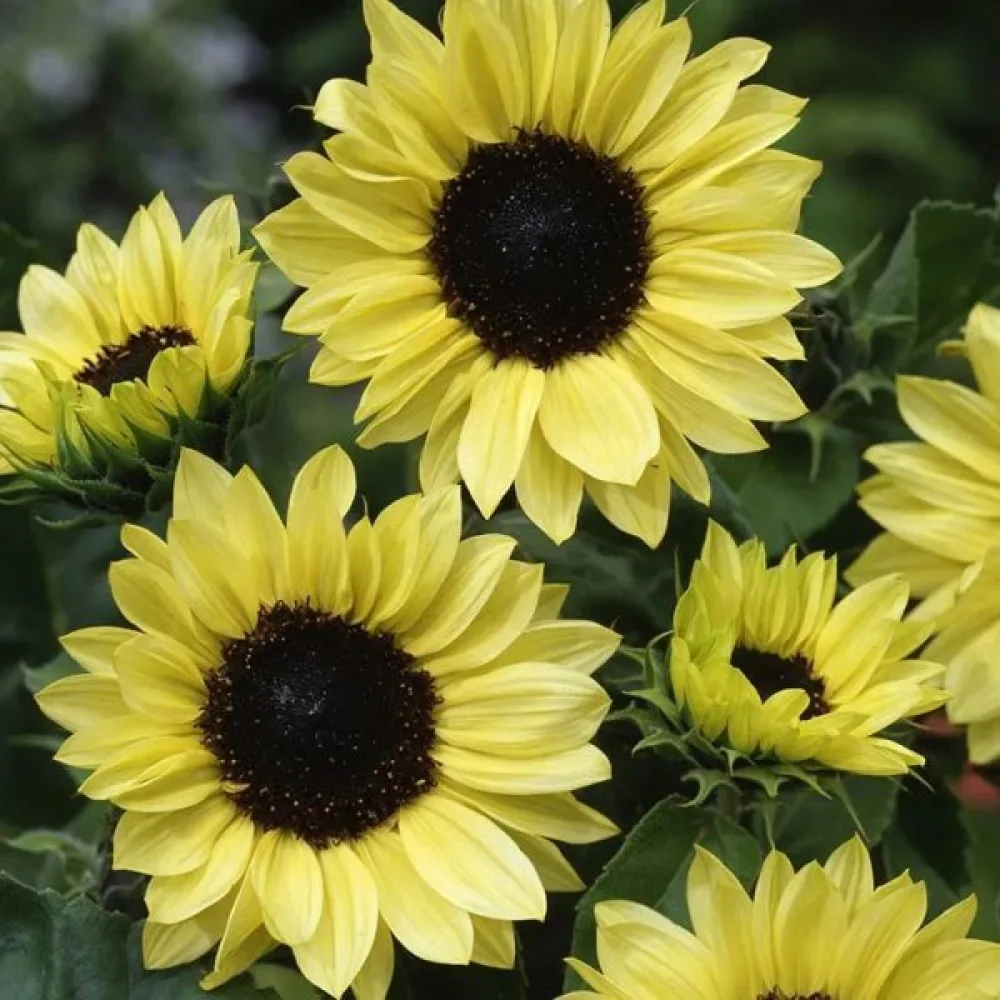 Solros 'Moonshine'