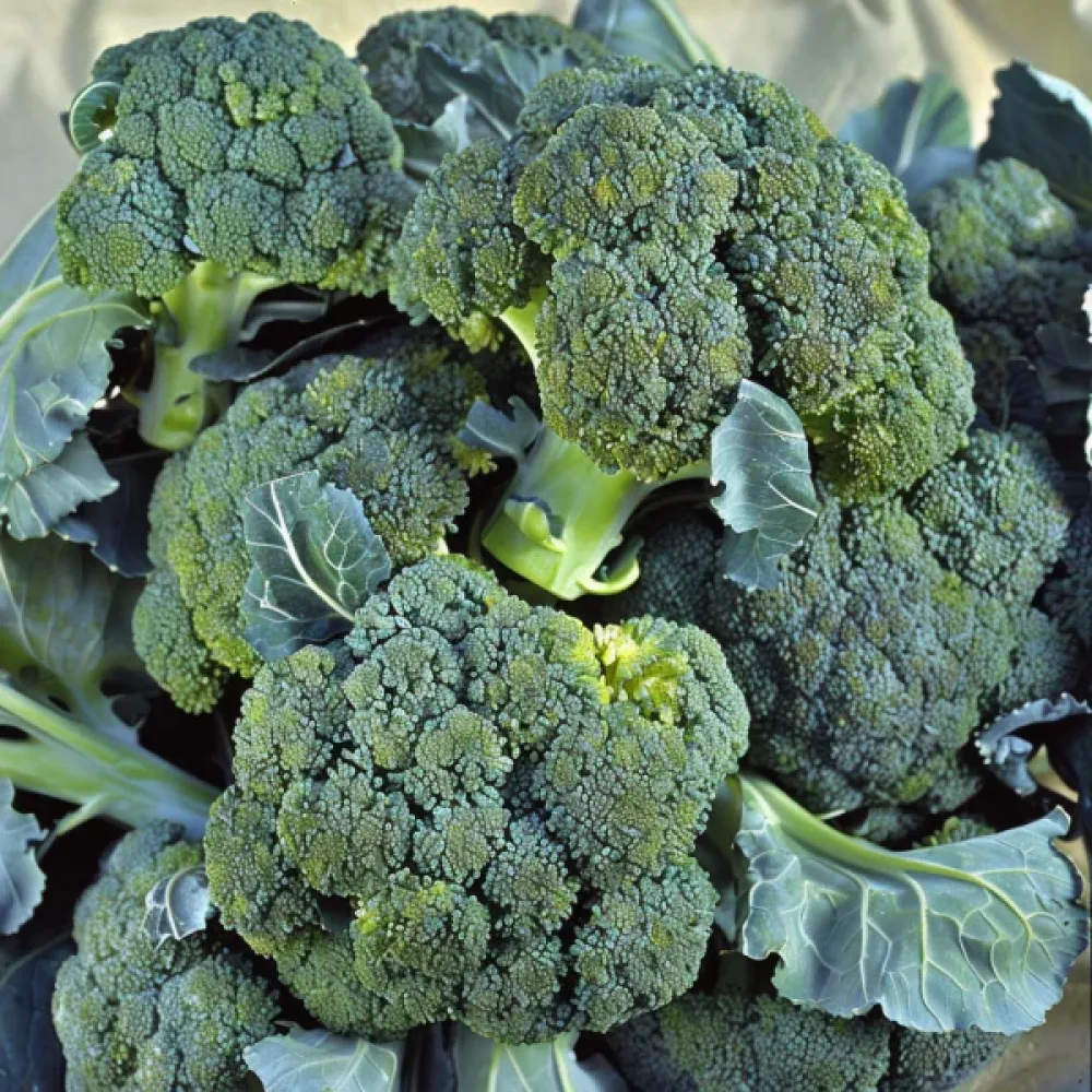 Broccoli 'Ramoso Calabrese'