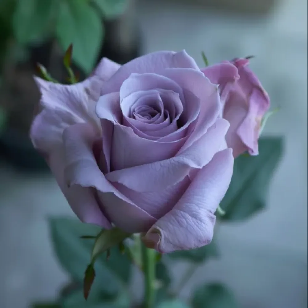 Ros 'Blooming Symphony' – barrotad