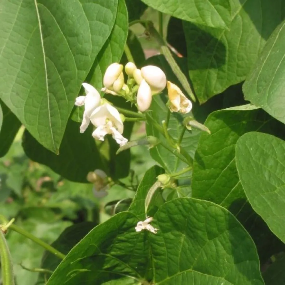 Rosenböna 'Emergo'