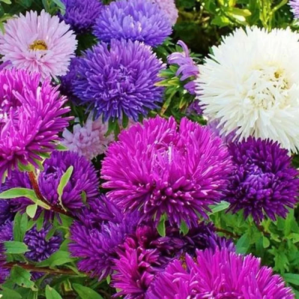 Sommaraster – snittblomsmix