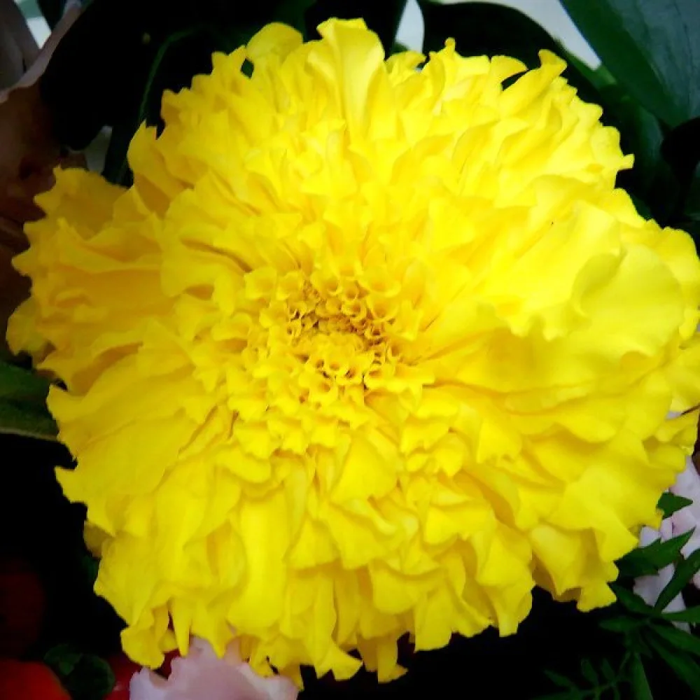 Afrikansk tagetes 'Yellow Supreme'