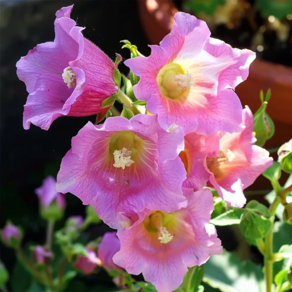Mariaklocka Campanula medium – karminrosa