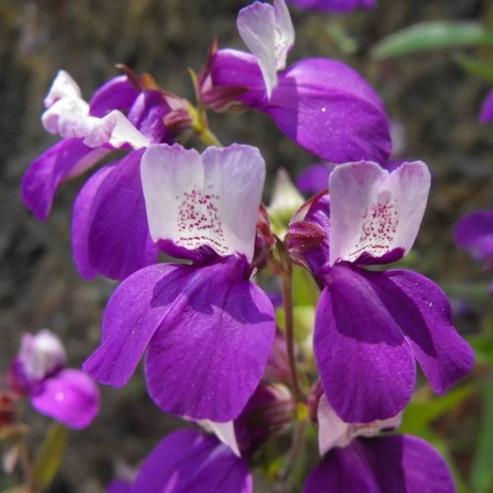 Collinsia, tvåfärgad
