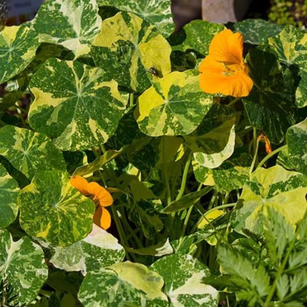 Krasse 'Alaska Gold'