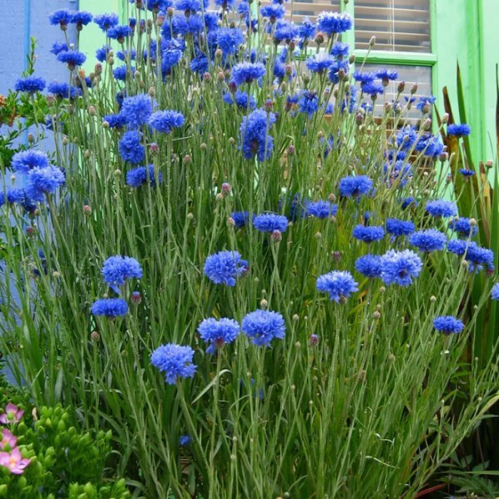 Blåklint 'Blue Diadem', blå