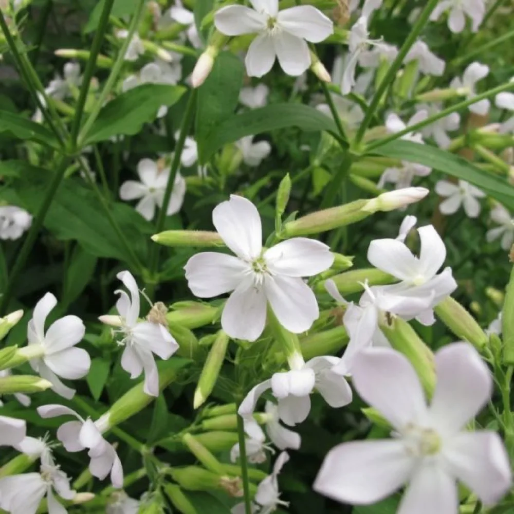 Kovete 'White Beauty'