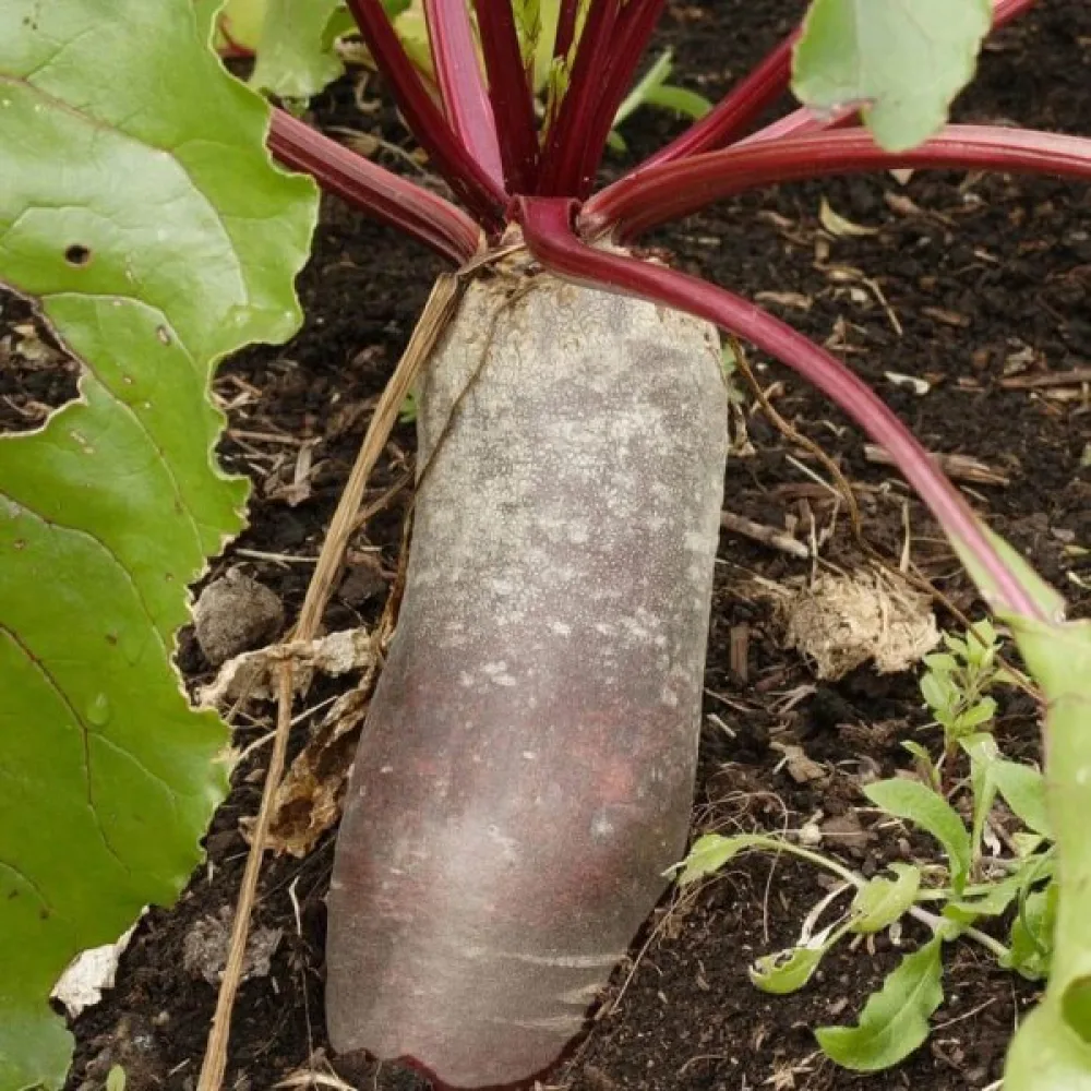 Rödbeta 'Cylindra'
