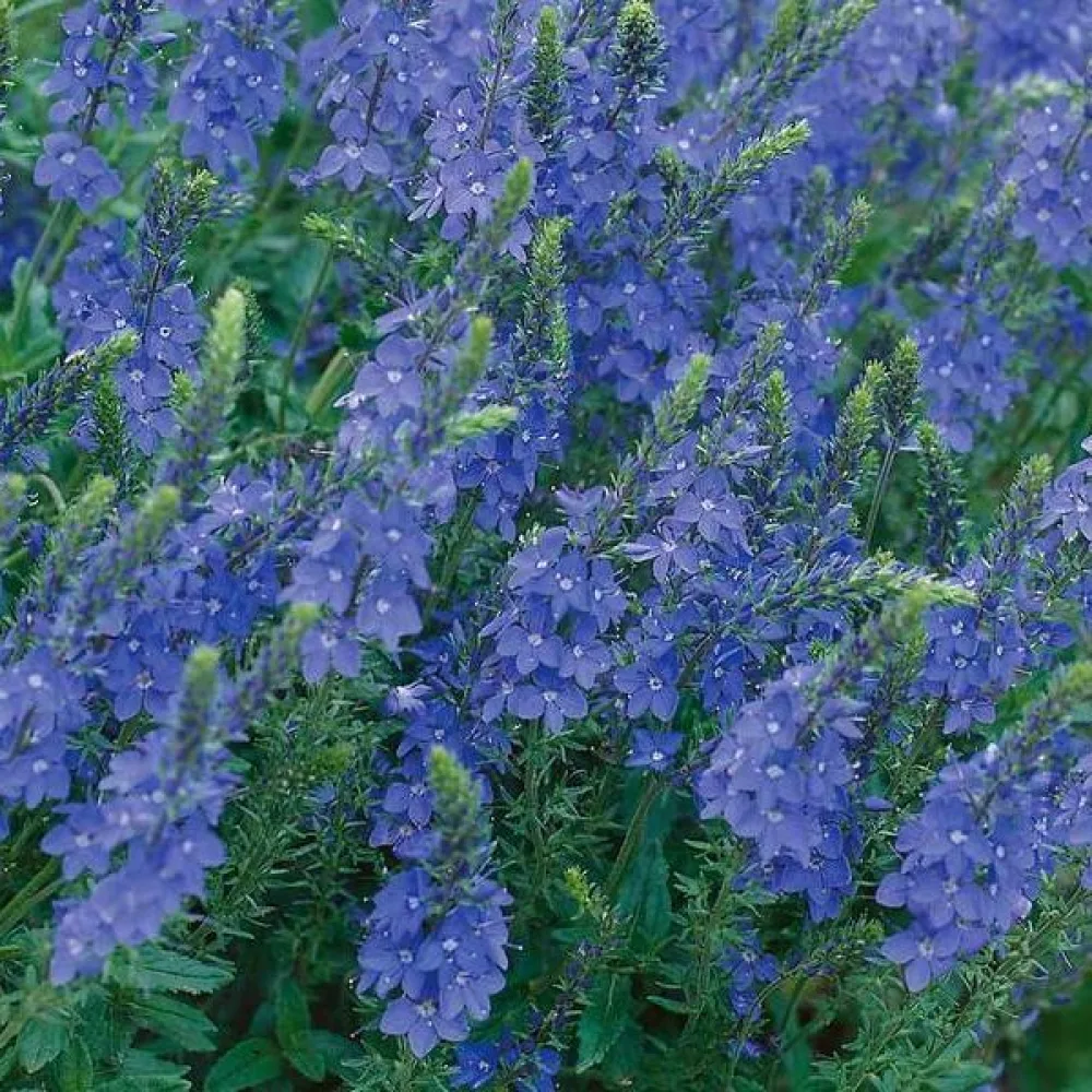 Axveronika 'Royal Blue'