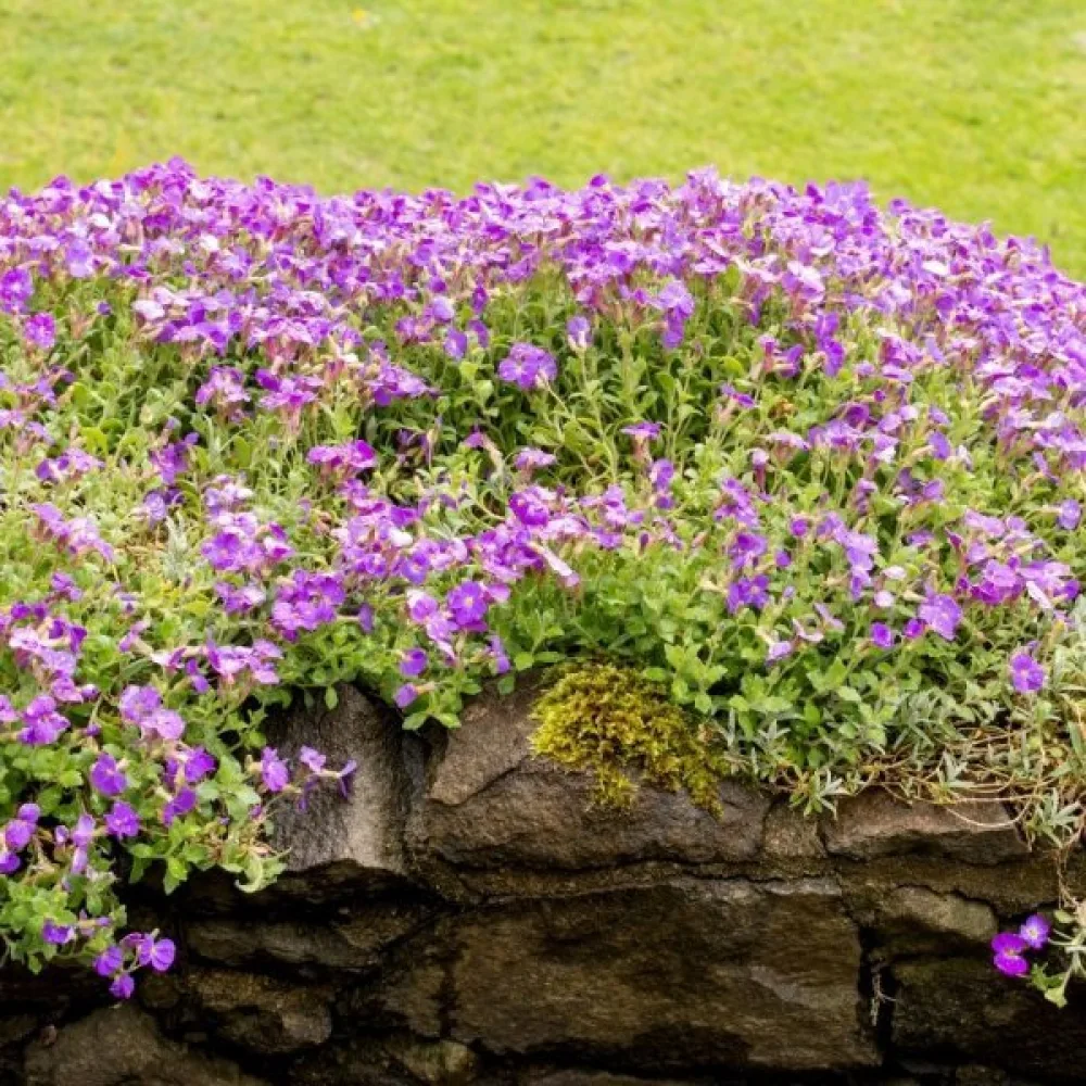 Aubrietia – mix
