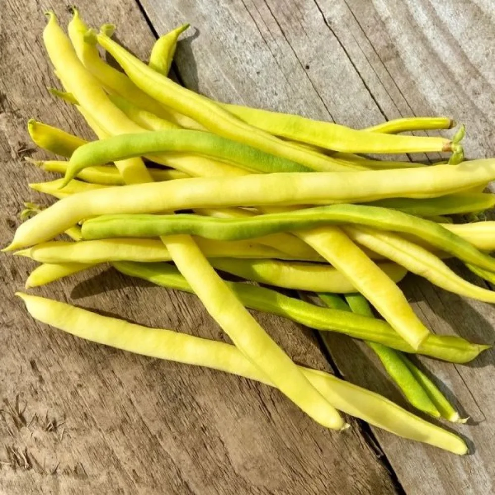 Störböna 'Neckargold'