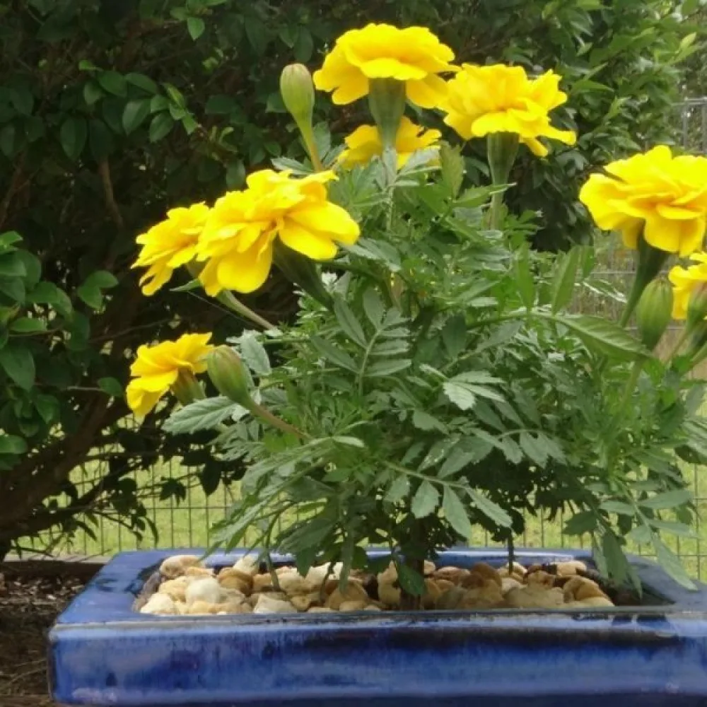 Fransk tagetes 'Honey Moon'