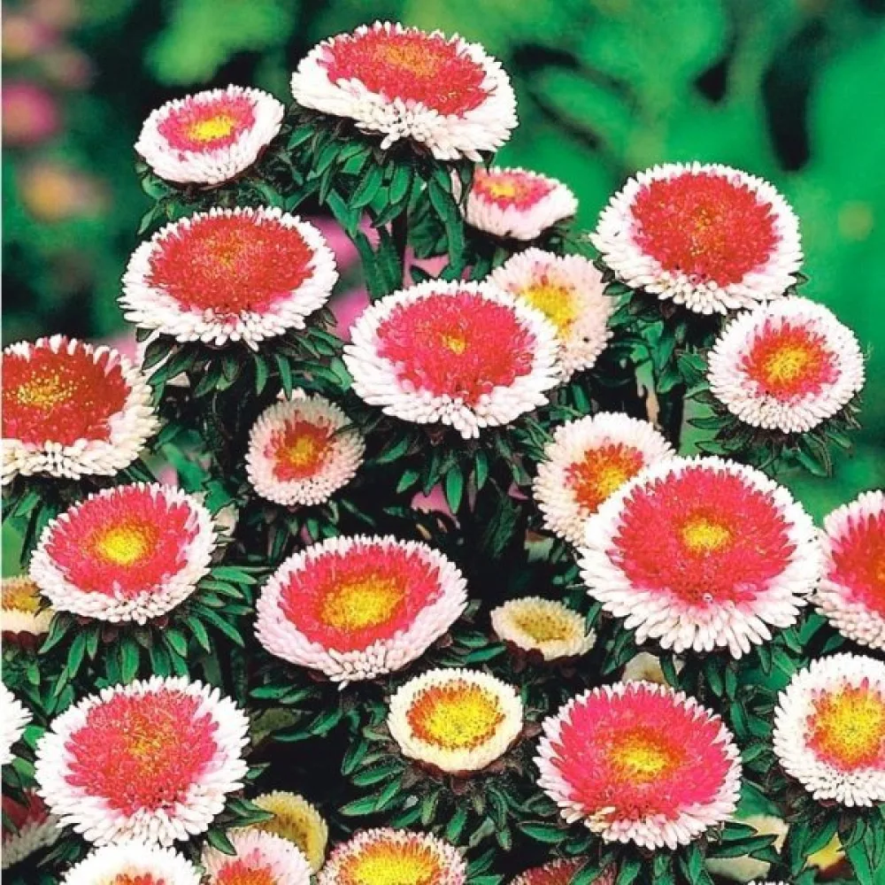 Sommaraster 'Hi-no-maru'