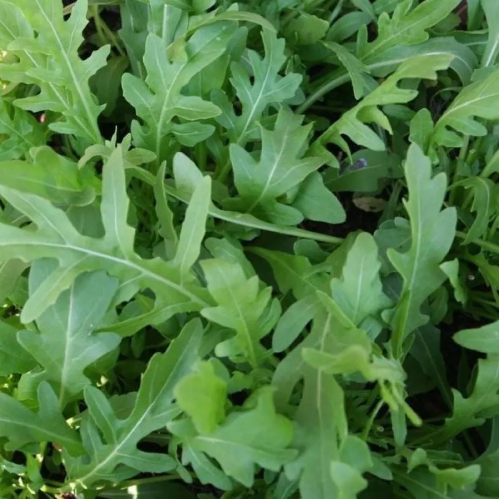 Ruccola