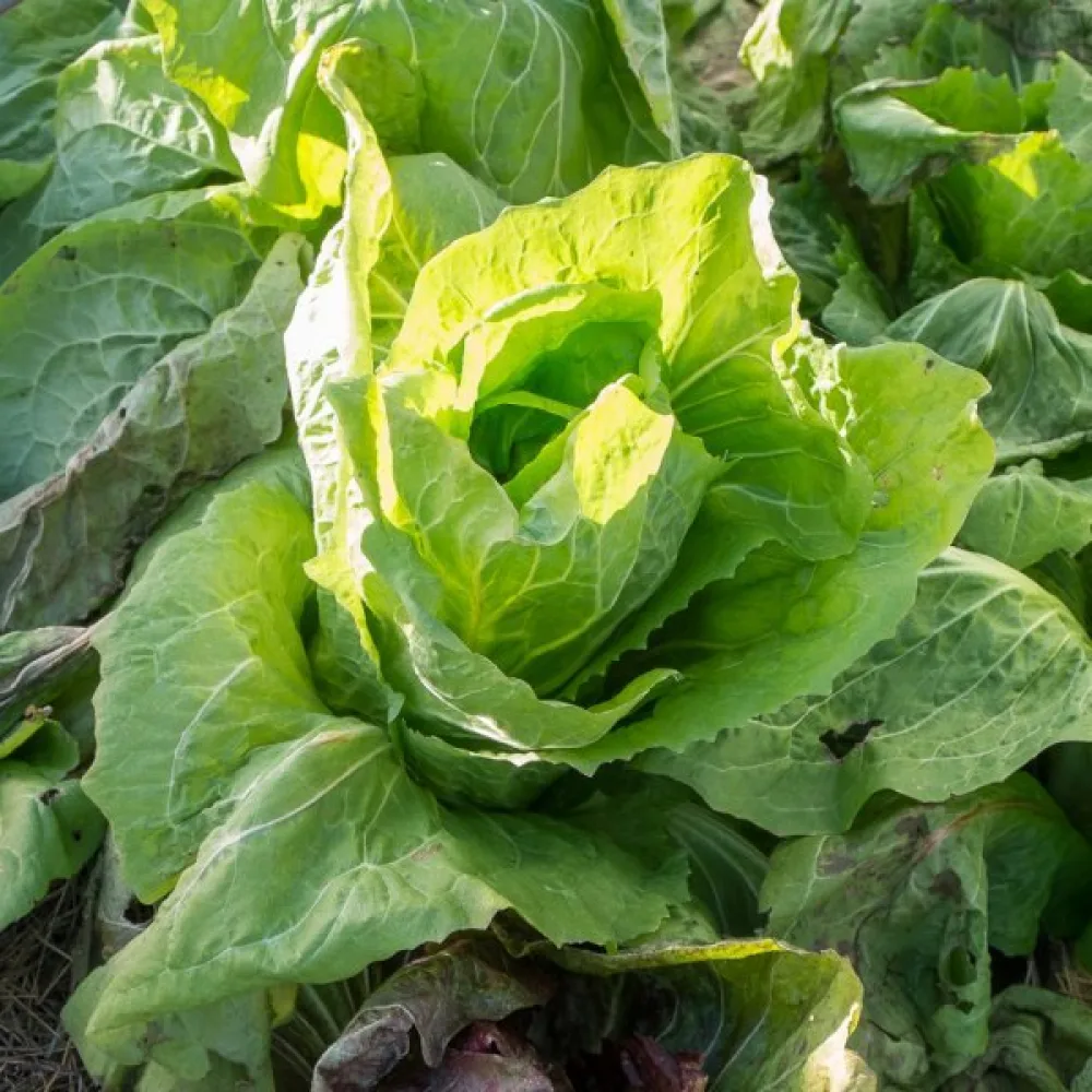 Cikoria 'Zuckerhut'