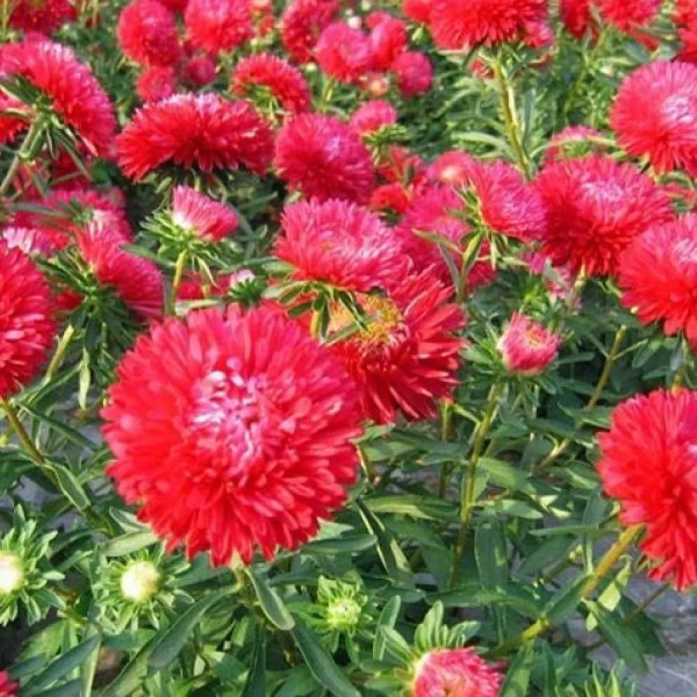 Sommaraster Paeony flowered red