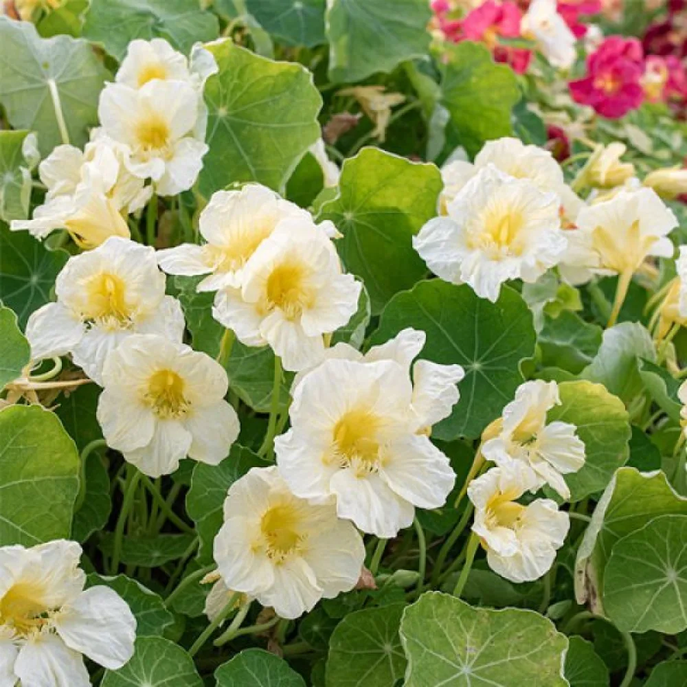 Krasse 'Milkmaid'