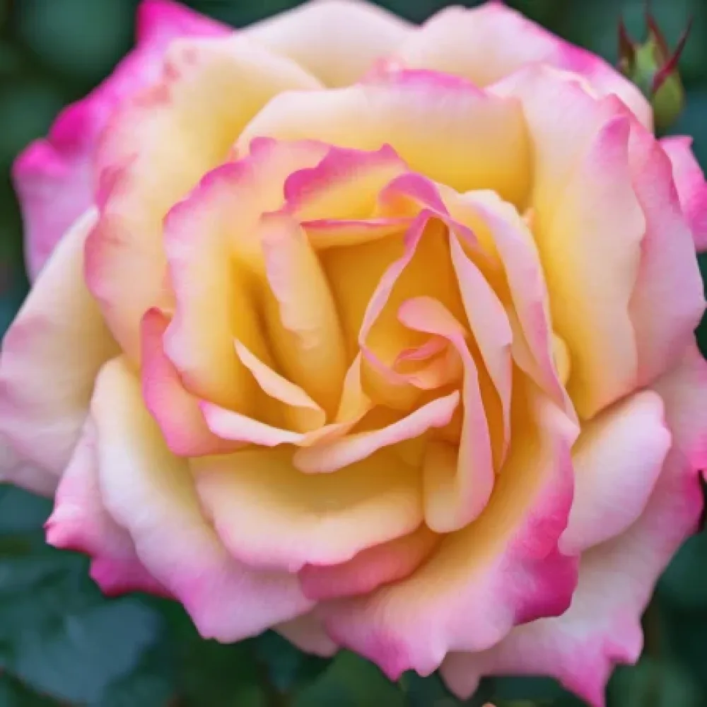 Ros 'Night Pearl'