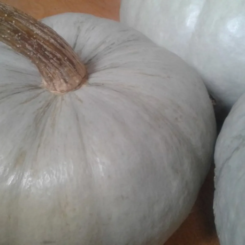 Pumpa 'Bleu de Hongrie'