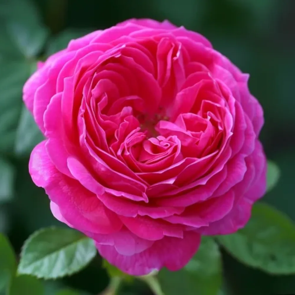 Ros 'Blooming Cloud' – barrotad