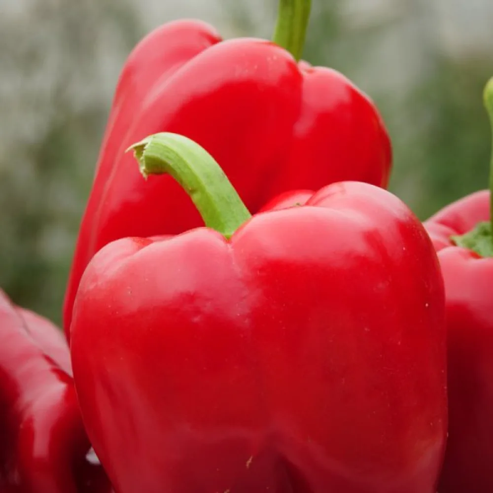 Paprika 'Neusiedler Ideal'