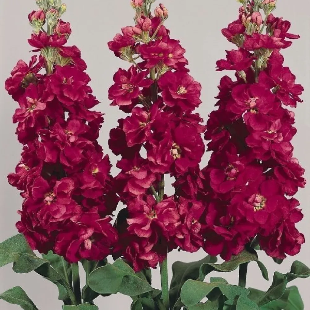 Lövkoja Matthiola incana, röd