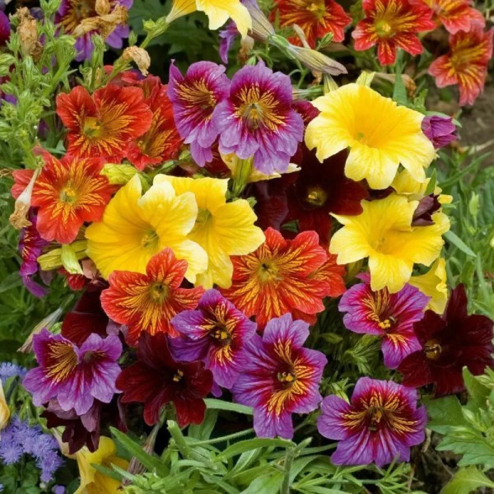 Salpiglossis 'Grandiflora', blandning