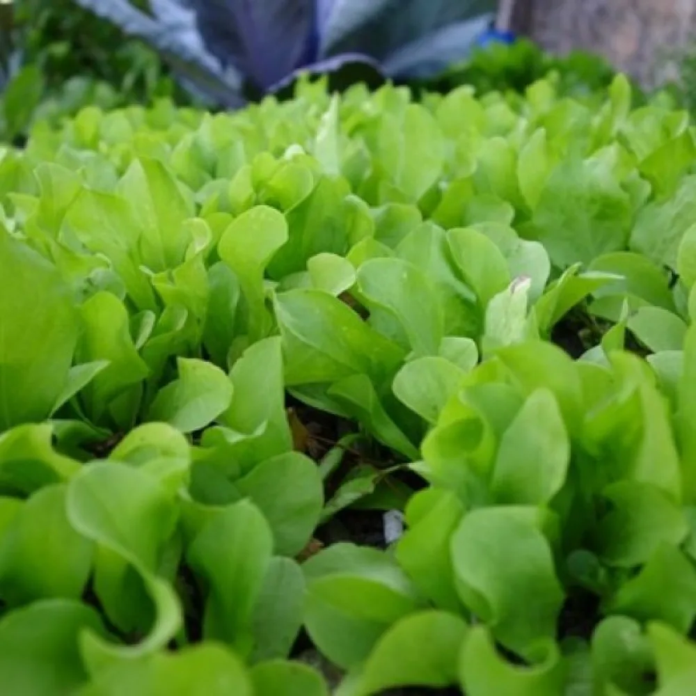 Cikoria 'Zuccherina di Trieste'