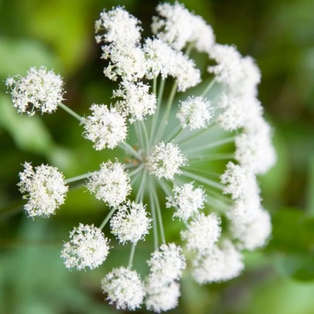 Strätta Angelica sylvestris