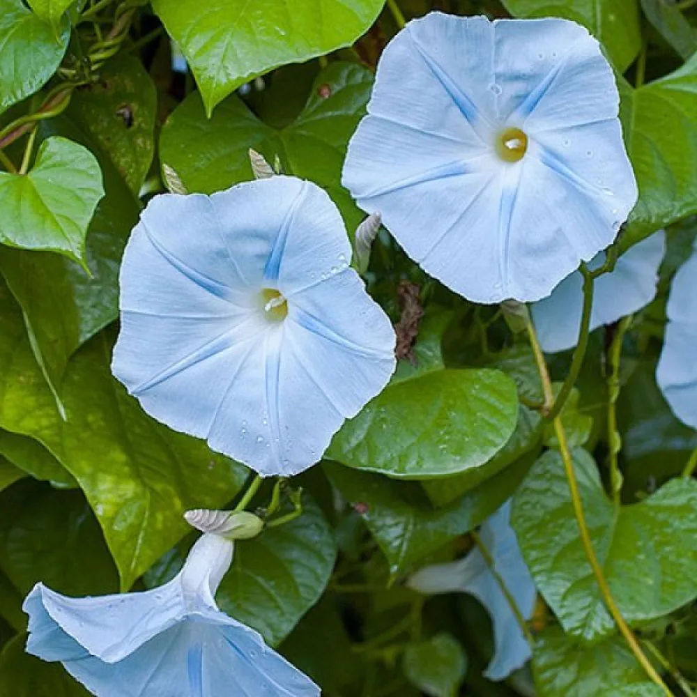 Blomman för dagen 'Blue Star'