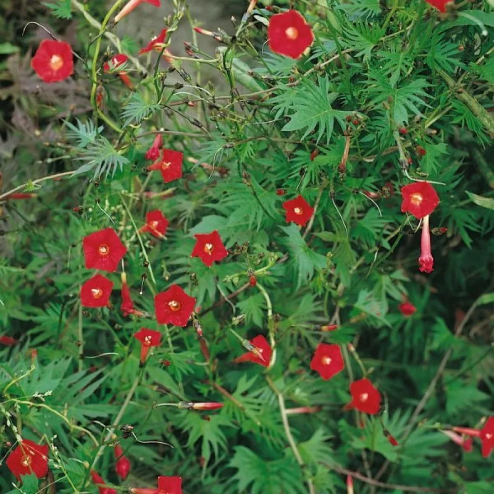 Kardinalvinda 'Cardinal Climber'