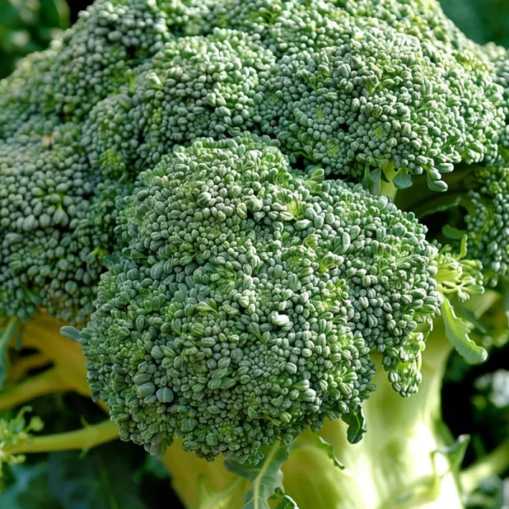 Broccoli 'Sebastian'