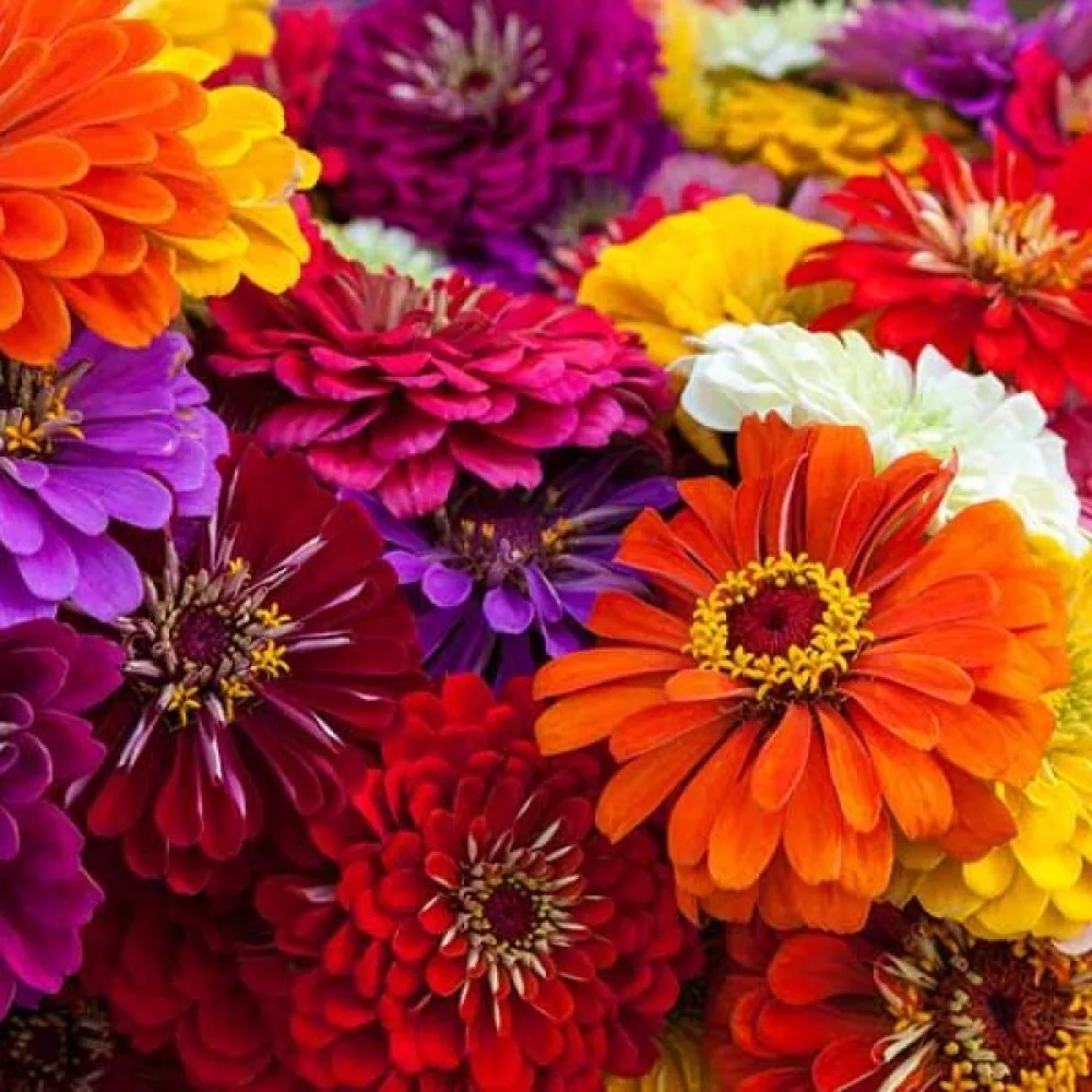 Zinnia 'Sprite' (blandning)