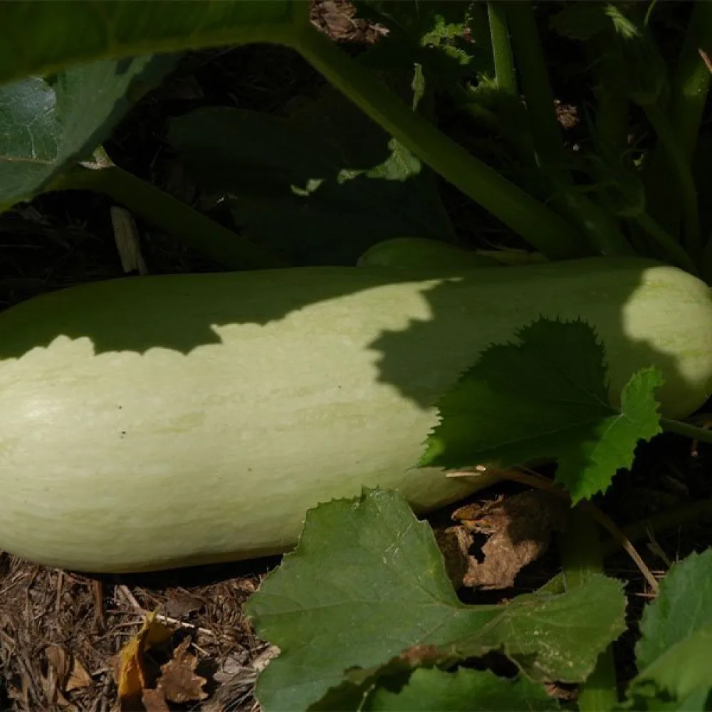 Zucchini 'Lungo Bianco di Sicilia'
